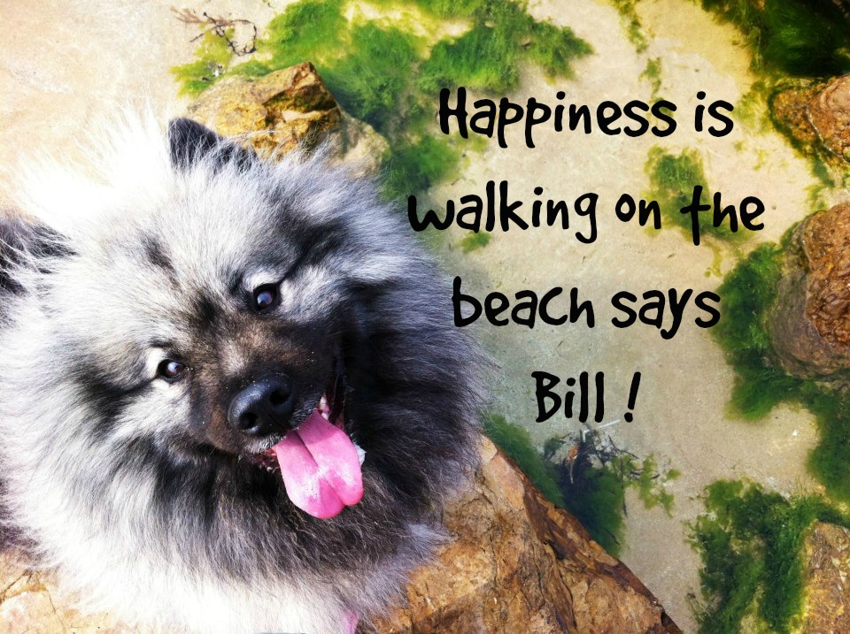 Bill beach walk